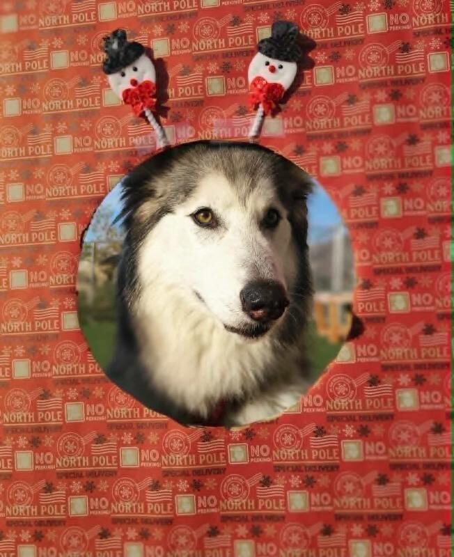 Picture of the Animal Listed